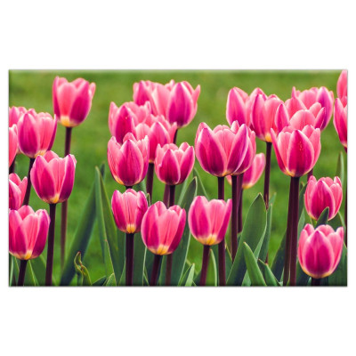 Tableau Tulipes Roses 90X60CM TAB-FR02